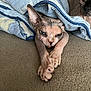 Mystaigne a rejoint le concours — aidez-le/la à gagner de superbes lots ! cat, sphynx_cat, hairless_cat, blanket, stretching, carpet, indoor, pet, animal, cute, feline, resting, curious, closeup, mammal, two_animals, texture, relaxed, cozy, eyes