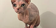 Mystaigne participe au concours pour gagner de l'argent avec cette photo : sphynx_cat, hairless_cat, pet, animal, indoor, black_appliance, ears, wrinkles, close_up, feline, curious, domestic_cat, mammal, pink_skin, eyes, whiskers, paws, standing, looking, background