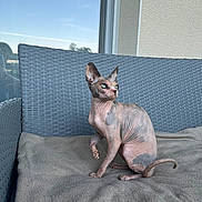 Mystaigne a rejoint le concours — aidez-le/la à gagner de superbes lots ! sphynx_cat, cat, hairless_cat, pet, animal, indoor, blanket, wicker_chair, furniture, window, reflection, looking_away, wrinkled_skin, ears, tail, paw, seated, calm, domestic_animal, curious