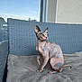animal, blanket, calm, cat, curious, domestic_animal, ears, furniture, hairless_cat, indoor, looking_away, paw, pet, reflection, seated, sphynx_cat, tail, wicker_chair, window, wrinkled_skin