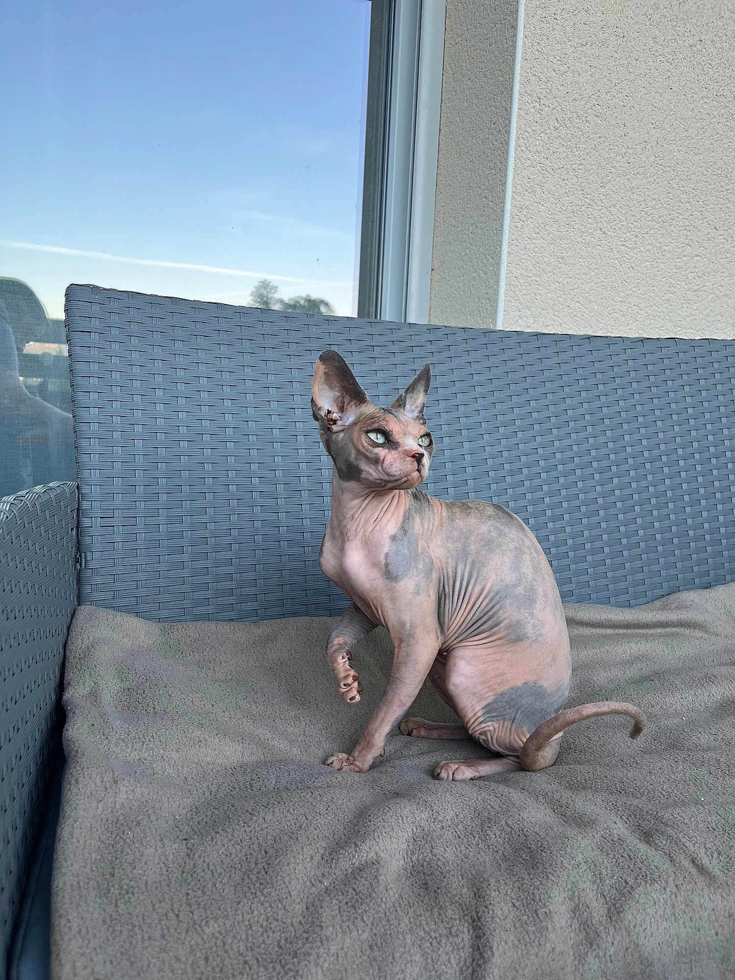 Mystaigne a rejoint le concours — aidez-le/la à gagner de superbes lots ! sphynx_cat, cat, hairless_cat, pet, animal, indoor, blanket, wicker_chair, furniture, window, reflection, looking_away, wrinkled_skin, ears, tail, paw, seated, calm, domestic_animal, curious