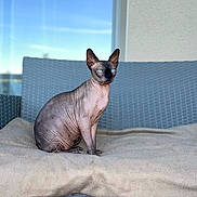 Prince Lucky a rejoint le concours — aidez-le/la à gagner de superbes lots ! animal, blanket, blue_eyes, calm, cat, chair, closeup, domestic_cat, furniture, hairless_cat, indoor, pet, portrait, resting, serene, sitting, sphynx_cat, wall, window, wrinkled_skin