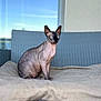 animal, blanket, blue_eyes, calm, cat, chair, closeup, domestic_cat, furniture, hairless_cat, indoor, pet, portrait, resting, serene, sitting, sphynx_cat, wall, window, wrinkled_skin