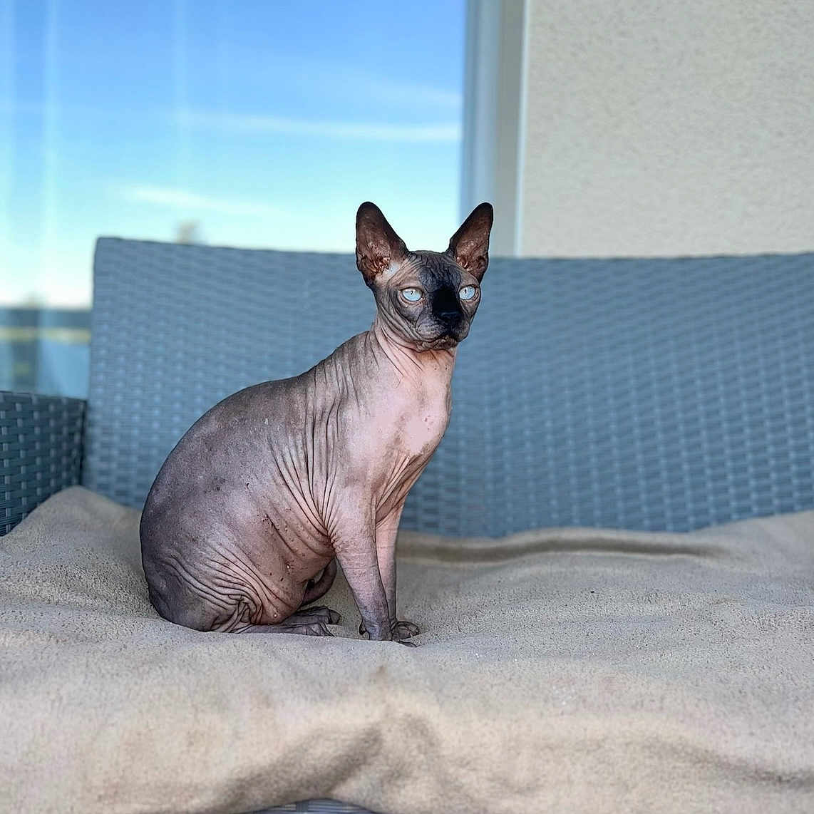 Prince Lucky