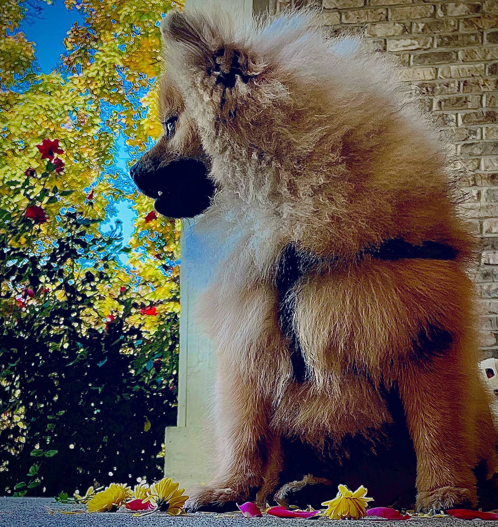 Simba is registered to the contest to win money with this photo: art, bear, brown_bear, canidae, carnivore, companion_dog, dog_breed, fur, grass, lion, paint, painting, plant, polar_bear, rectangle, snout, tail, terrestrial_animal, visual_arts, wildlife