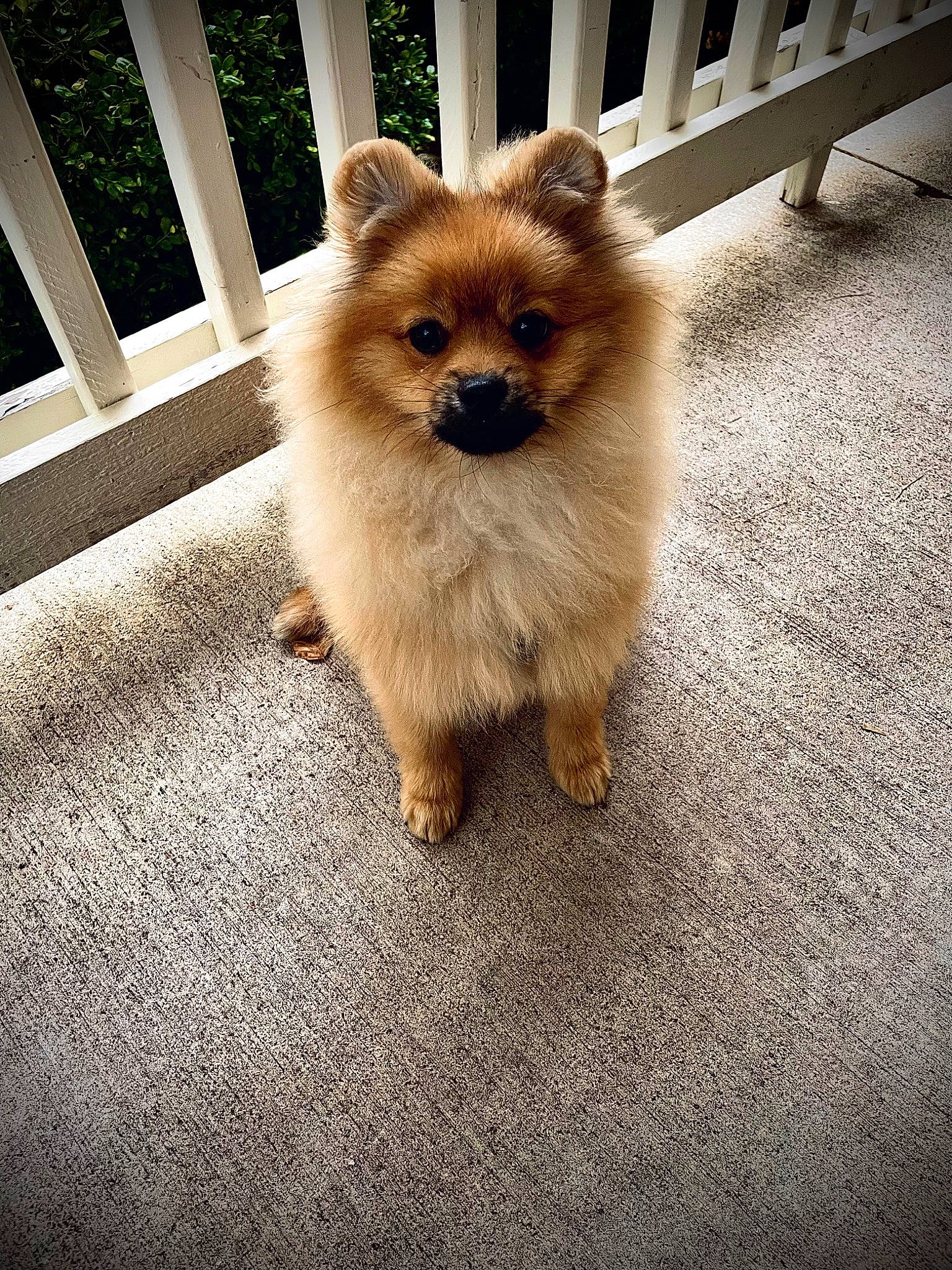 Simba is registered to the contest to win money with this photo: carnivore, companion_dog, dog, dog_breed, fawn, flooring, fur, german_spitz, german_spitz_mittel, mammal, road_surface, snout, spitz, tail, terrestrial_animal, tints_and_shades, toy_dog, whiskers, wood, working_animal
