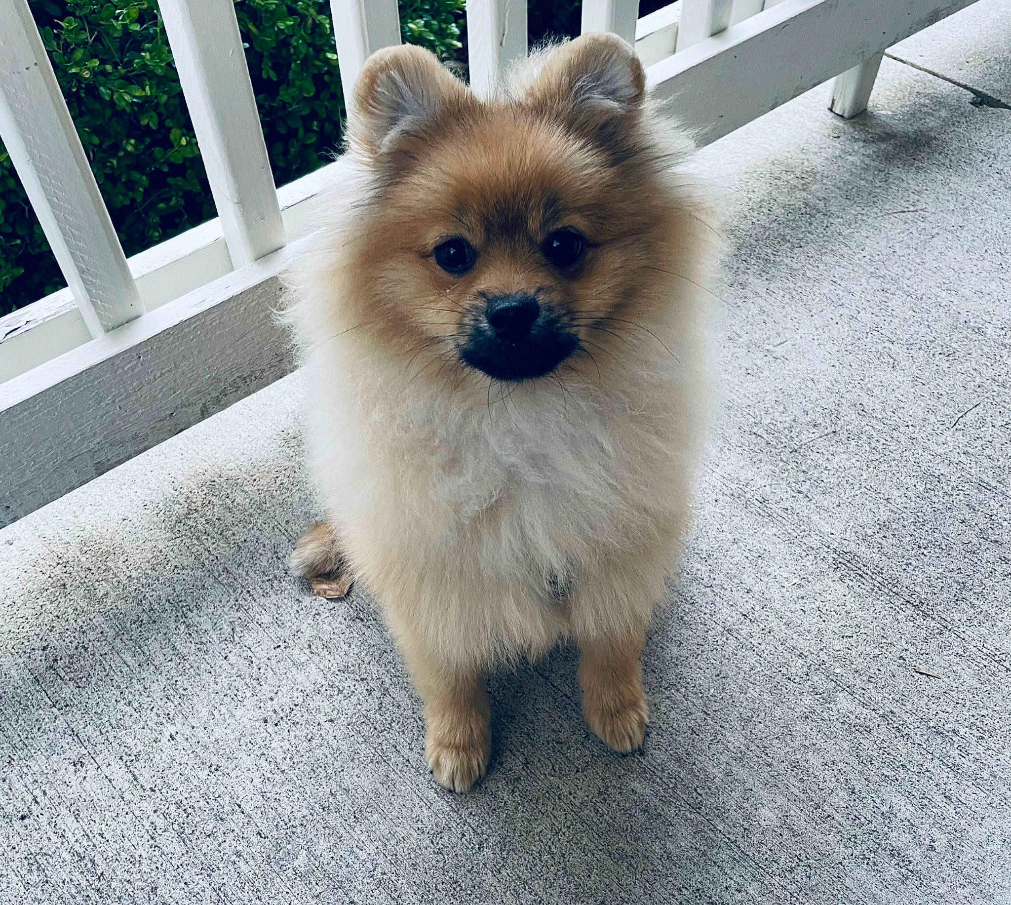 Simba is registered to the contest to win money with this photo: ancient_dog_breeds, canidae, carnivore, companion_dog, dog, dog_breed, fawn, flooring, fur, german_spitz, german_spitz_klein, german_spitz_mittel, spitz, sporting_group, tail, terrestrial_animal, toy_dog, volpino_italiano, whiskers, working_animal