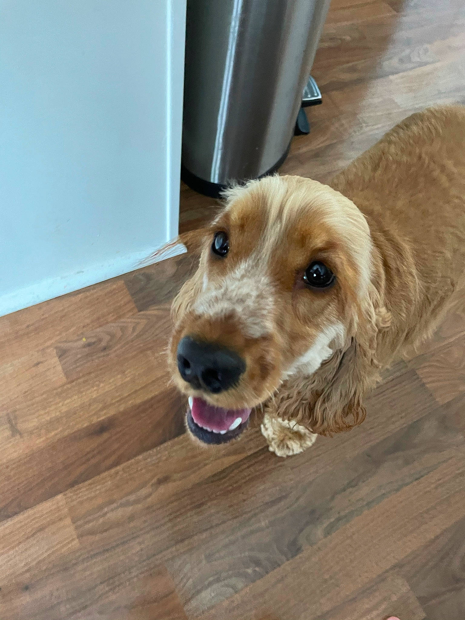 Piper joined the competition — help win amazing prizes! canidae, carnivore, companion_dog, dog, dog_breed, fawn, flooring, fur, gun_dog, hardwood, liver, pet_supply, plank, snout, spaniel, varnish, whiskers, wood, wood_stain, working_animal