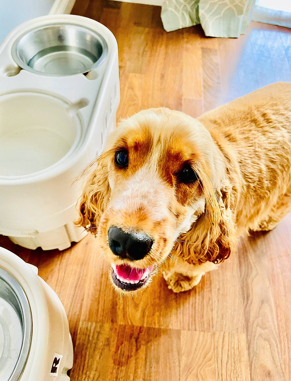 Piper is registered to the contest to win money with this photo: canidae, carnivore, circle, companion_dog, dishware, dog, dog_breed, dog_supply, ear, fawn, fur, happy, liver, pet_supply, plant, serveware, snout, whiskers, wood, working_animal
