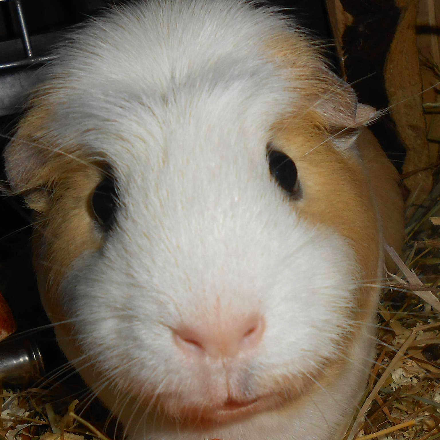 Marley