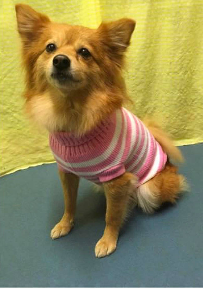 Millie is registered to the contest to win money with this photo: ancient_dog_breeds, canidae, carnivore, companion_dog, corgi_chihuahua, dog, dog_breed, dog_clothes, dog_supply, fawn, flooring, fur, snout, spitz, sporting_group, tail, terrestrial_animal, toy_dog, whiskers, working_animal