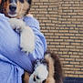 puppy, dog, person, holding, blue_shirt, striped, brick_wall, paw, cute, fur, pet, animal, outdoor, young_dog, friendly, mammal, closeup, hand, portrait, cuddly