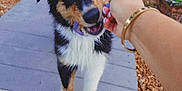 Bentley Ford joined the competition — help win amazing prizes! puppy, dog, toy, hand, person, garden, flowers, flower_pot, walkway, mulch, outdoor, playful, pet, animal, black_and_tan, white_fur, collar, chewing, young_dog, happy