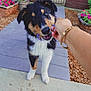 puppy, dog, toy, hand, person, garden, flowers, flower_pot, walkway, mulch, outdoor, playful, pet, animal, black_and_tan, white_fur, collar, chewing, young_dog, happy