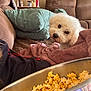 dog, popcorn, blanket, couch, pillow, living_room, snack, pet, curious, metal_bowl, can, lamp, table, brown_furniture, cozy, indoor, relaxing, white_dog, fluffy, household
