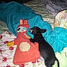 Polly Pocket joined the competition — help win amazing prizes! dog, puppy, black_dog, plush_toy, stuffed_animal, bed, blanket, bedding, bedroom, sleeping, lying_down, cuddling, indoor, pet, animal, colorful, red_toy, fabric, casual_photo, screenshot