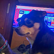 Polly Pocket is registered to the contest to win money with this photo: dog, black_and_tan_dog, pet, animal, close_up, portrait, indoors, living_room, television, roku, streaming_screen, electronics, night, blue_lighting, pink_lighting, collar, leash, sitting, looking_at_camera, home_entertainment