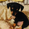 Polly Pocket is registered to the contest to win money with this photo: puppy, dog, black_and_tan, small_dog, sitting, bed, blanket, bedding, bedroom, indoor, pet, animal, floppy_ears, brown_markings, short_fur, cute, looking_at_camera, cozy, home, portrait