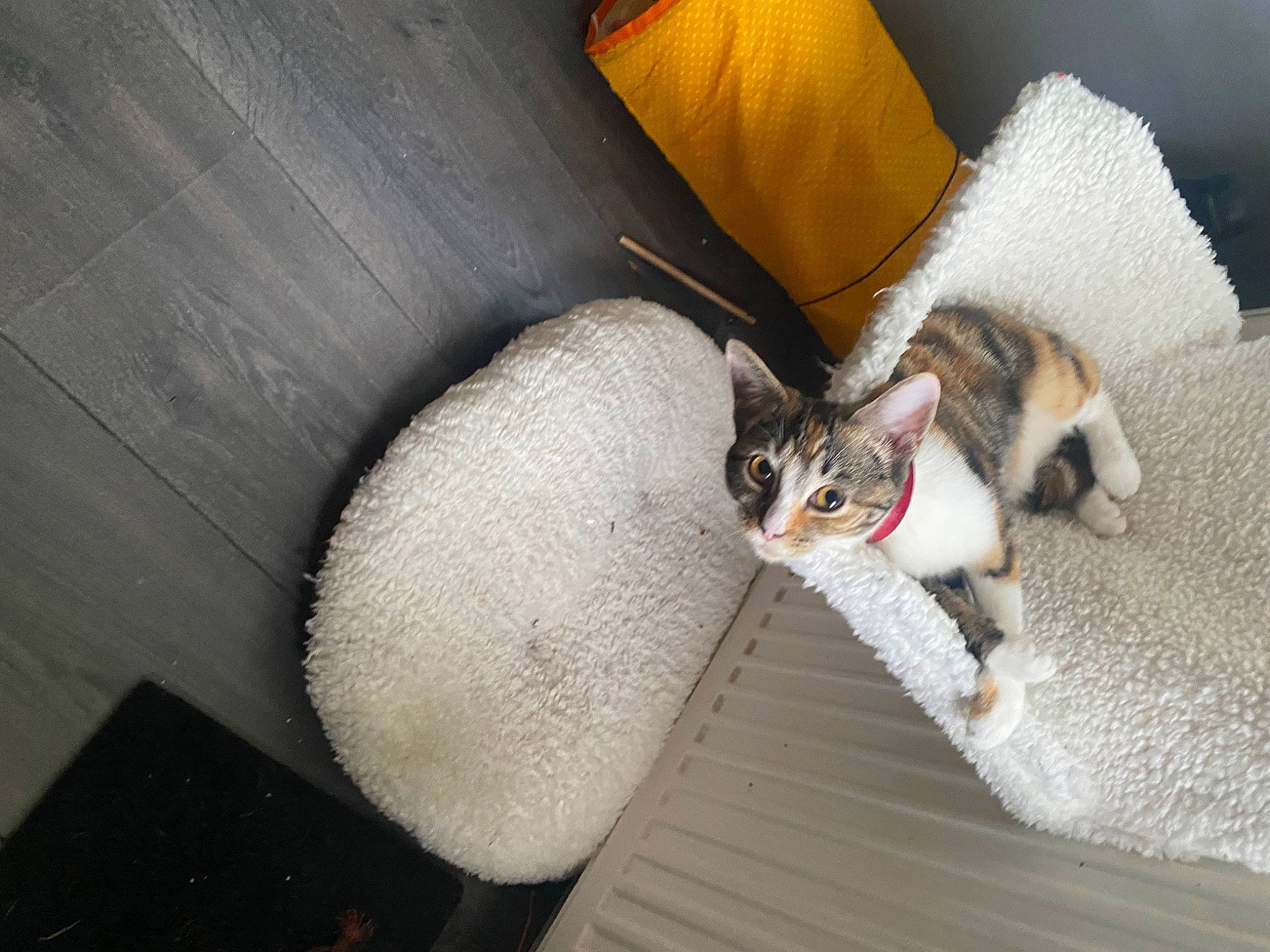 Cicusmicus joined the competition — help win amazing prizes! carnivore, cat, cat_supply, claw, comfort, domestic_short_haired_cat, fashion_accessory, fawn, felidae, fur, grey, human_leg, paw, pet_supply, plant, small_to_medium_sized_cats, snout, tail, whiskers, wood