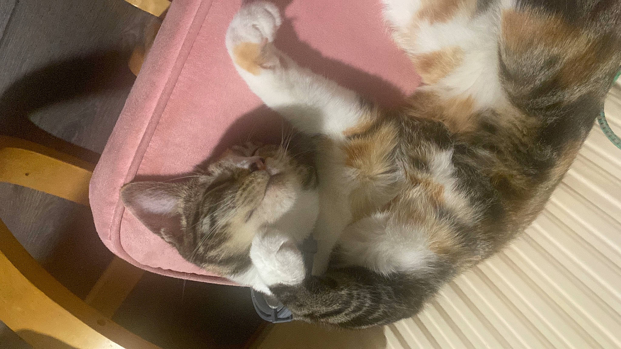 Cicusmicus is registered to the contest to win money with this photo: carnivore, cat, claw, comfort, dog_breed, domestic_short_haired_cat, felidae, fur, hardwood, paw, small_to_medium_sized_cats, tail, whiskers, wood