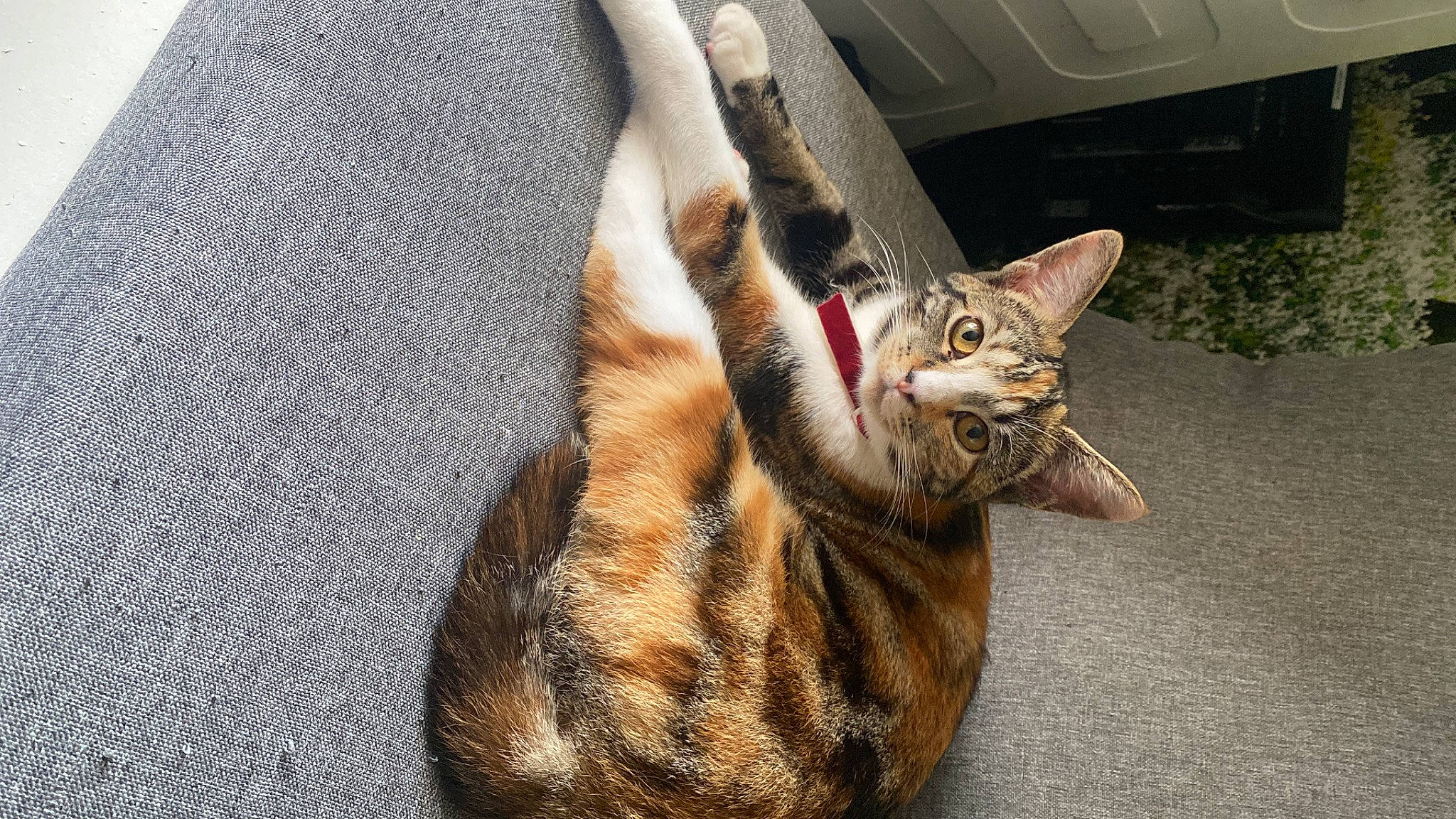 Cicusmicus joined the competition — help win amazing prizes! carnivore, cat, cat_supply, claw, comfort, couch, domestic_short_haired_cat, fawn, felidae, fur, paw, plant, sleeve, small_to_medium_sized_cats, snout, tail, terrestrial_animal, tree, whiskers, window