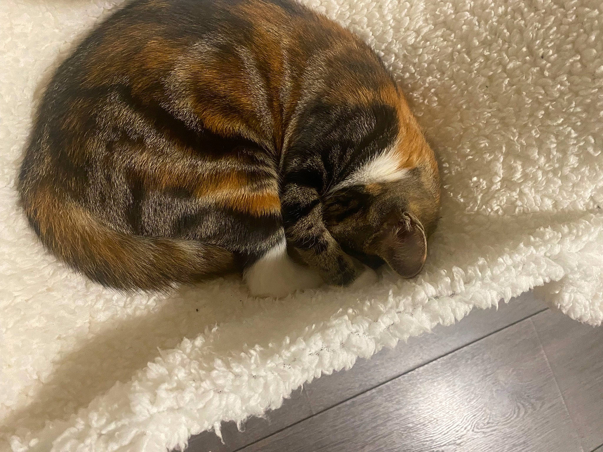 Cicusmicus joined the competition — help win amazing prizes! beige, carnivore, cat, claw, comfort, dog_breed, domestic_short_haired_cat, fawn, felidae, flooring, fur, nap, small_to_medium_sized_cats, snout, sporting_group, tail, terrestrial_animal, whiskers, wildlife, wood