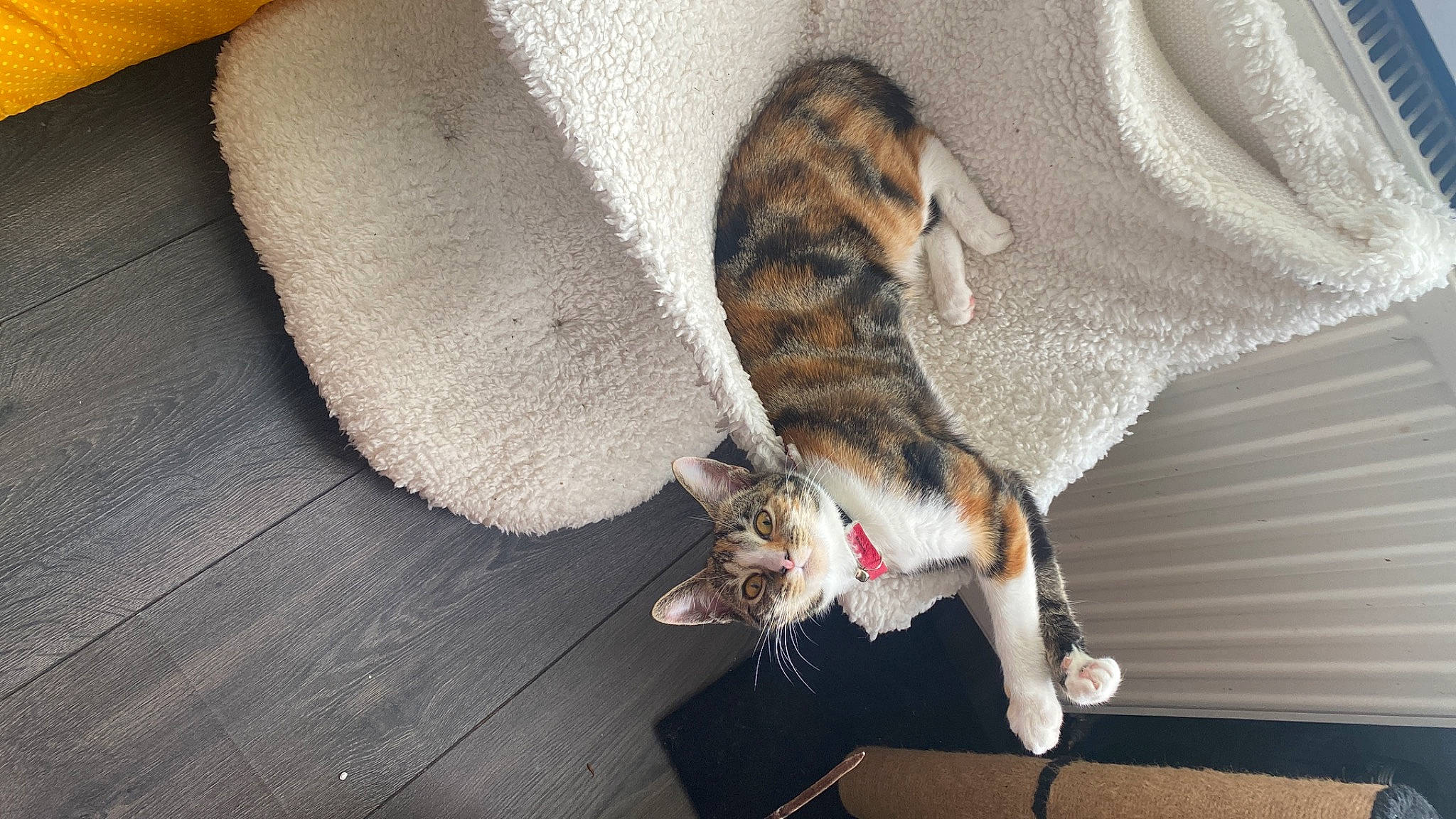 Cicusmicus is registered to the contest to win money with this photo: canidae, carnivore, cat, comfort, companion_dog, dog_breed, domestic_short_haired_cat, felidae, flooring, fur, grey, hardwood, paw, small_to_medium_sized_cats, snout, sporting_group, tail, textile, whiskers, wood