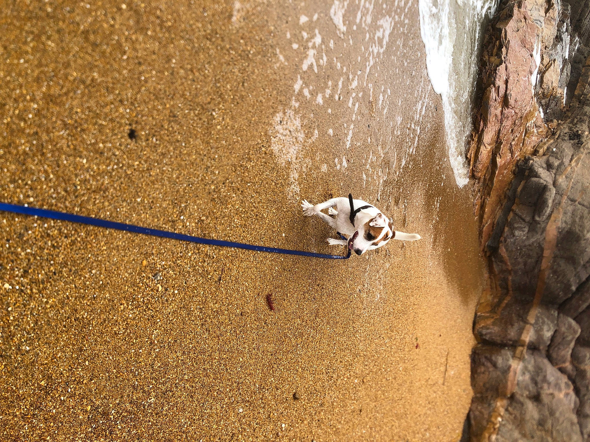 Proudy participe au concours pour gagner de l'argent avec cette photo : adventure, beach, bedrock, carnivore, concrete, dog, dog_breed, landscape, leash, recreation, rock, rope, sand, shadow, slope, soil, tail, water, wildlife, wood