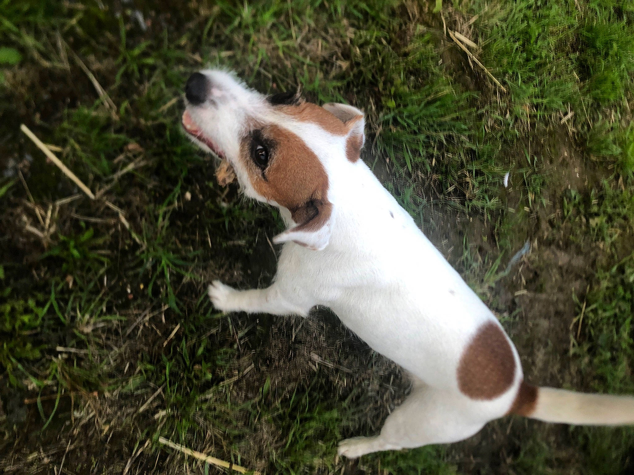 Proudy a rejoint le concours — aidez-le/la à gagner de superbes lots ! canidae, carnivore, companion_dog, dog, dog_breed, fawn, grass, hunting_dog, irishjacks, non_sporting_group, paw, snout, sporting_group, tail, terrestrial_animal, terrier, whiskers, working_animal