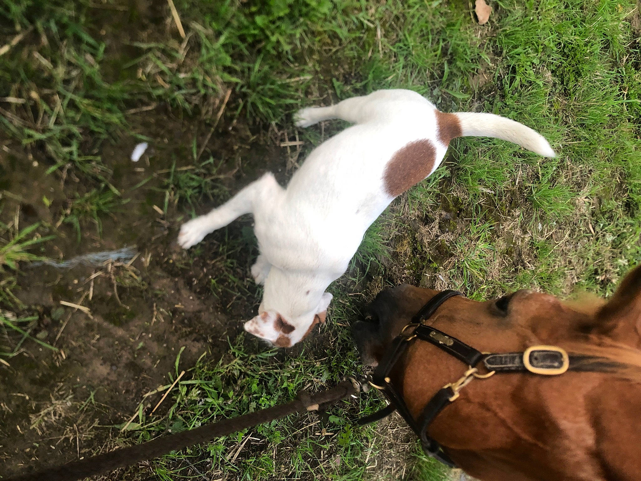 Proudy a rejoint le concours — aidez-le/la à gagner de superbes lots ! _geese_and_swans, canidae, carnivore, collar, companion_dog, dog, dog_breed, dog_collar, ducks, fawn, grass, leash, liver, livestock, pasture, pet_supply, snout, sporting_group, tail, terrestrial_animal