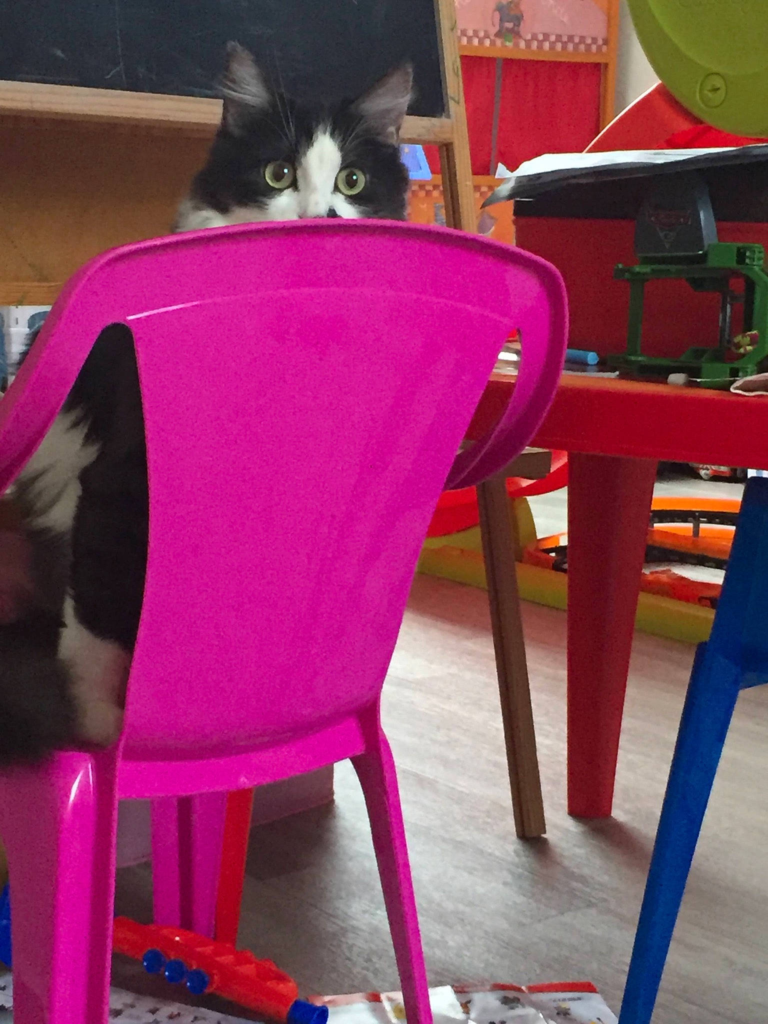 Chatounette a rejoint le concours — aidez-le/la à gagner de superbes lots ! armrest, carmine, carnivore, cat, chair, comfort, felidae, flooring, furniture, magenta, pet_supply, pink, purple, red, room, table, tail, whiskers, wood, yellow