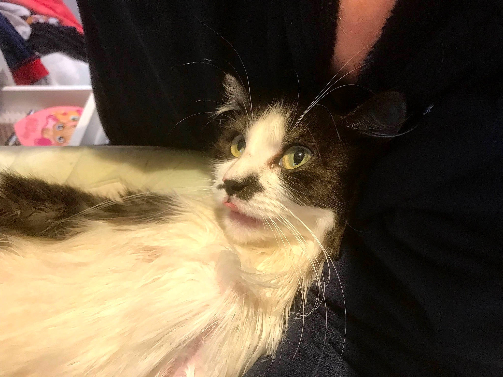 Chatounette participe au concours pour gagner de l'argent avec cette photo : camisoles, carnivore, cat, claw, domestic_short_haired_cat, felidae, fur, paw, small_to_medium_sized_cats, tail, whiskers, window