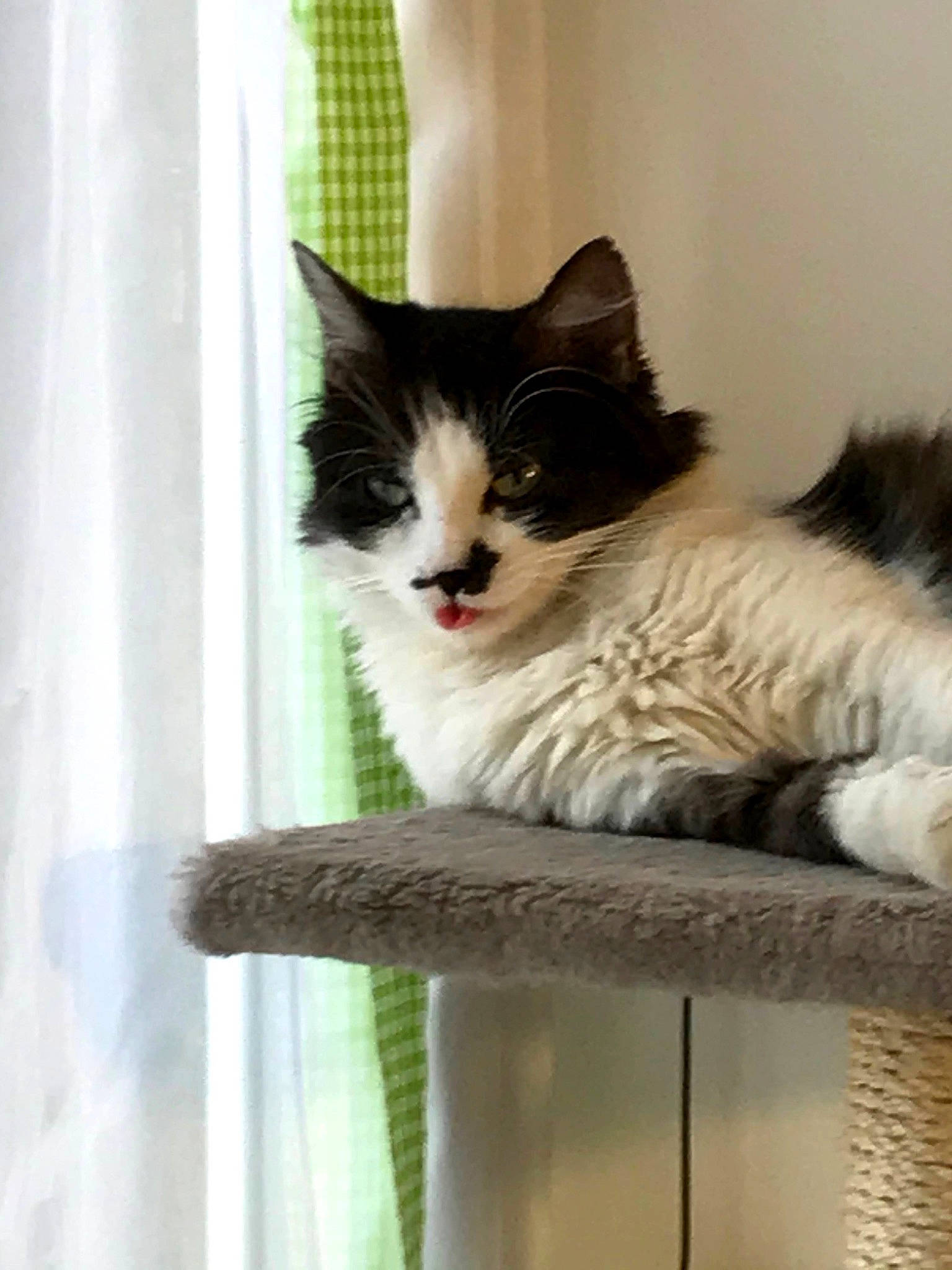 Chatounette a rejoint le concours — aidez-le/la à gagner de superbes lots ! carnivore, cat, cat_furniture, domestic_short_haired_cat, felidae, fur, paw, plant, sitting, small_to_medium_sized_cats, tail, tree, whiskers, window, wood