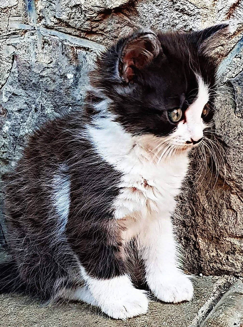 Chatounette a rejoint le concours — aidez-le/la à gagner de superbes lots ! carnivore, cat, claw, domestic_short_haired_cat, felidae, fur, grass, monochrome_photography, paw, road_surface, sitting, small_to_medium_sized_cats, snout, tail, terrestrial_animal, tree, trunk, whiskers, winter, wood