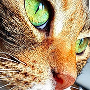 Lila participe au concours pour gagner de l'argent avec cette photo : animal, cat, close_up, cute, domestic_cat, eye, face, feline, focused, fur, green_eyes, indoor, macro, muzzle, natural_light, nose, pet, portrait, tabby, whiskers