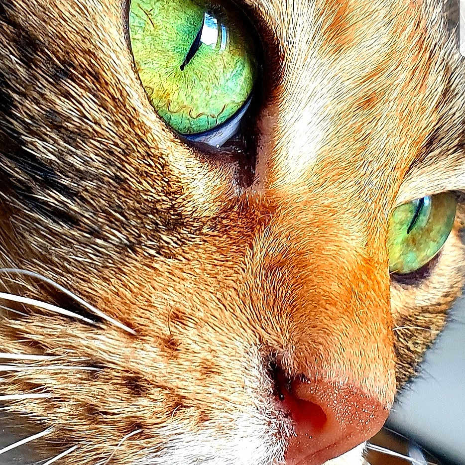 Lila participe au concours pour gagner de l'argent avec cette photo : animal, cat, close_up, cute, domestic_cat, eye, face, feline, focused, fur, green_eyes, indoor, macro, muzzle, natural_light, nose, pet, portrait, tabby, whiskers