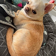 Poupy a rejoint le concours — aidez-le/la à gagner de superbes lots ! chihuahua, dog, pet, bed, blanket, stuffed_toy, indoor, animal, cute, small_dog, fur, ears, tail, resting, looking_back, cozy, soft, home, companion, relaxed