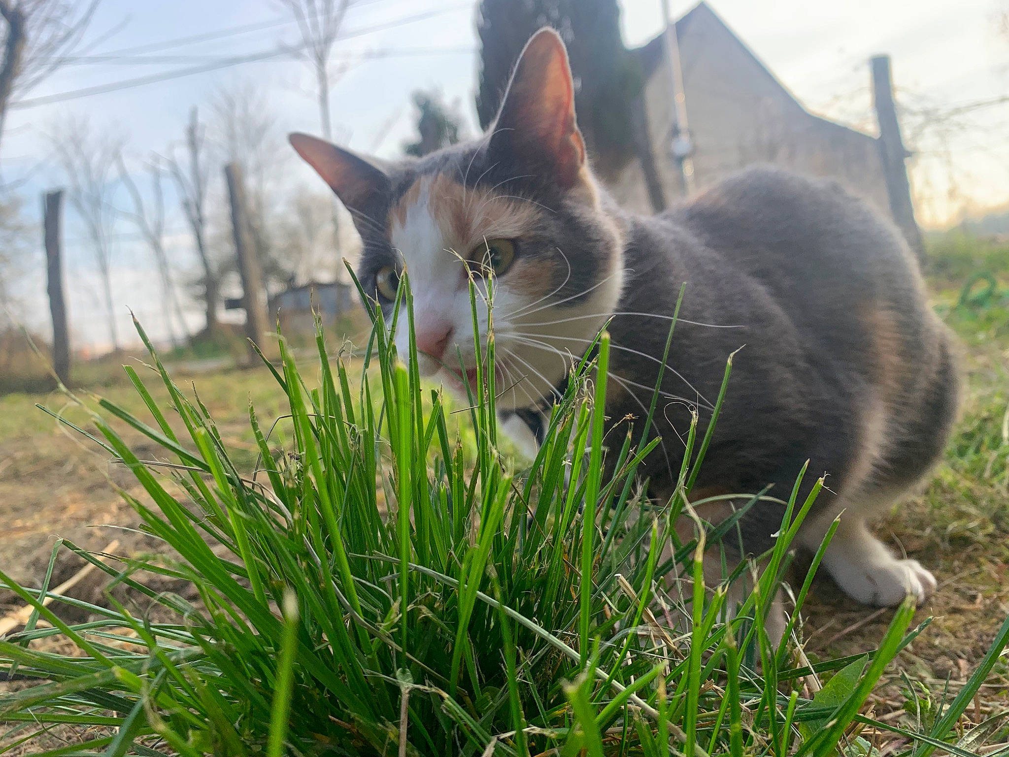 Sally participe au concours pour gagner de l'argent avec cette photo : carnivore, cat, domestic_short_haired_cat, felidae, fur, grass, grass_family, grassland, pasture, plant, sitting, sky, small_to_medium_sized_cats, snout, tail, terrestrial_animal, tree, whiskers, wildlife, wood