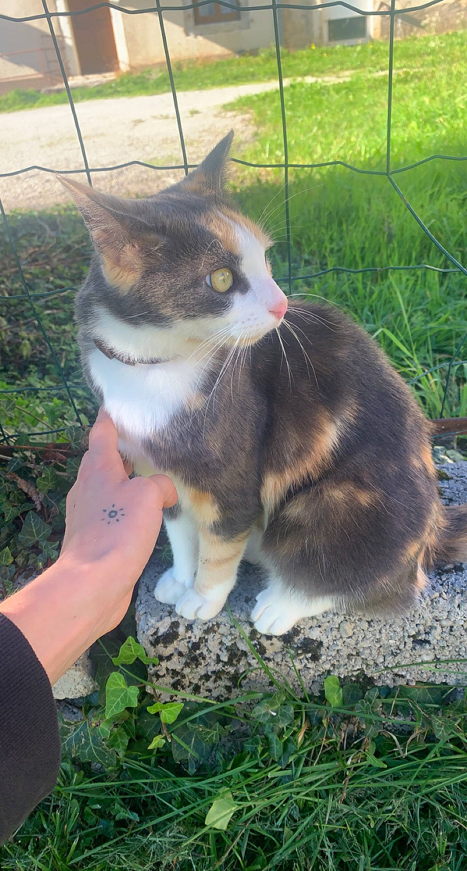 Sally a rejoint le concours — aidez-le/la à gagner de superbes lots ! art, canidae, carnivore, cat, domestic_short_haired_cat, fawn, felidae, fur, grass, mammal, paw, plant, small_to_medium_sized_cats, snout, tail, terrestrial_animal, tree, vertebrate, whiskers, wildlife