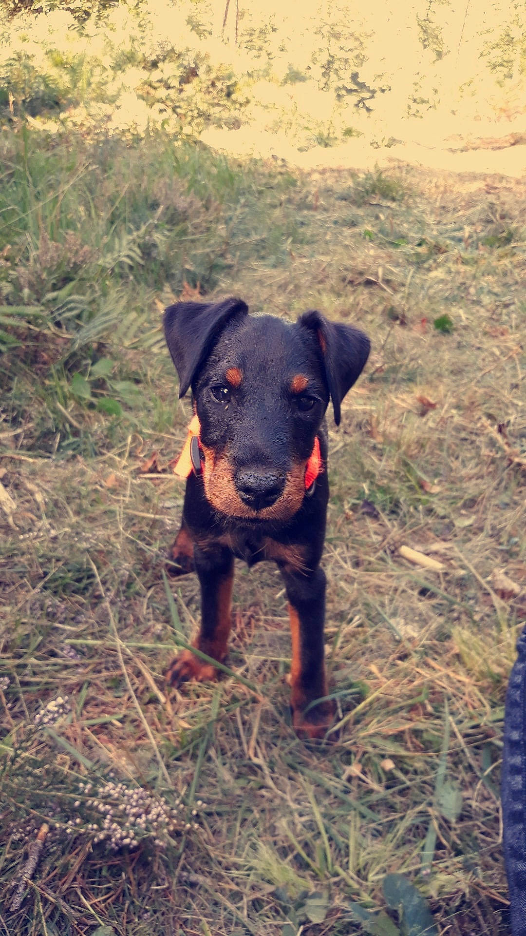 Diane a rejoint le concours — aidez-le/la à gagner de superbes lots ! canidae, carnivore, collar, companion_dog, dog, dog_breed, grass_family, guard_dog, huntaway, hunting_dog, liver, mammal, non_sporting_group, patterdale_terrier, pet_supply, puppy, snout, sporting_group, working_animal, working_dog