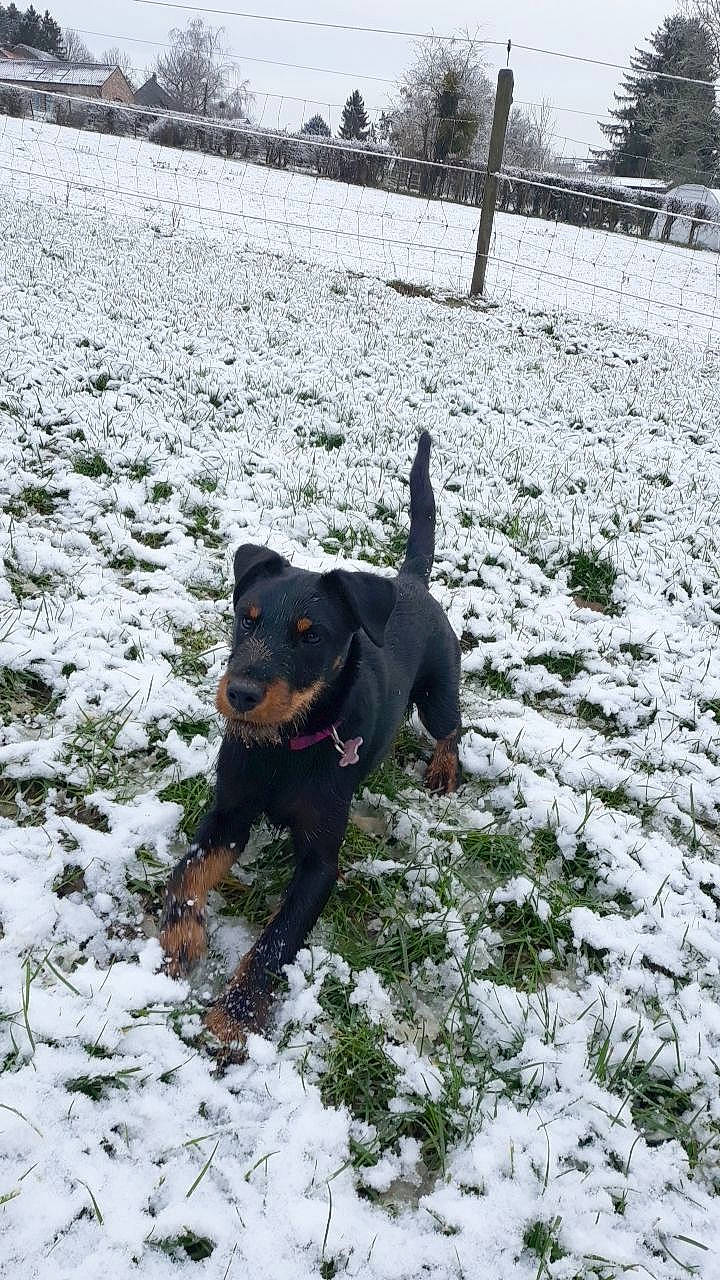 Diane a rejoint le concours — aidez-le/la à gagner de superbes lots ! canidae, carnivore, collar, companion_dog, dobermann, dog, dog_breed, freezing, german_pinscher, guard_dog, hunting_dog, paw, precipitation, snout, snow, sporting_group, tail, winter, working_animal, working_dog