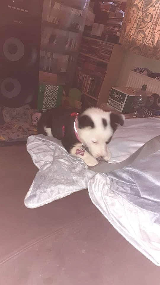 Sadie is registered to the contest to win money with this photo: canidae, carnivore, dog, dog_breed, ear, fawn, non_sporting_group, puppy, tail