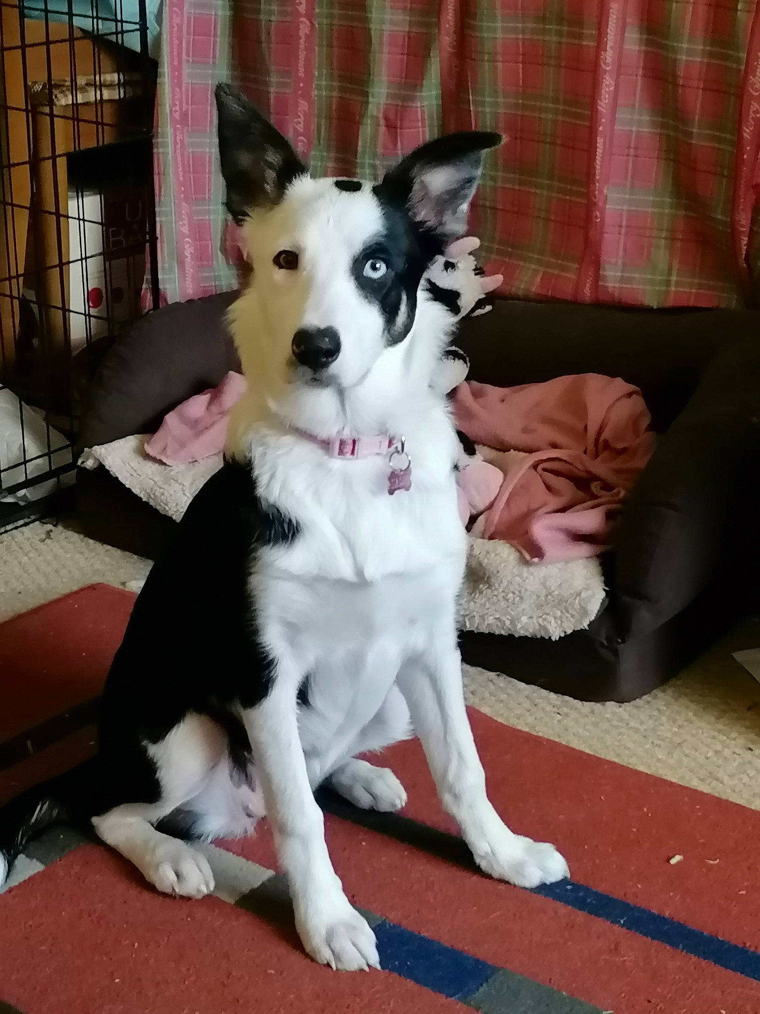 Sadie is registered to the contest to win money with this photo: border_collie, canaan_dog, canidae, carnivore, companion_dog, dog, dog_breed, mammal, mcnab, rare_breed_dog, siberian_husky, vertebrate