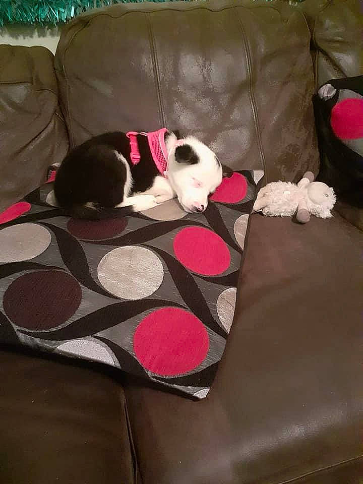 Sadie joined the competition — help win amazing prizes! boston_terrier, canidae, carnivore, dog, dog_breed, fawn, non_sporting_group, paw, pink