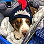 Oakley joined the competition — help win amazing prizes! puppy, dog, shopping_cart, blanket, hat, knit_hat, pom_pom, blue, white, brown, cute, pet, animal, fur, indoor, close_up, face, eyes, nose, soft
