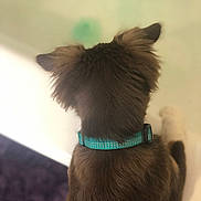 Oakley joined the competition — help win amazing prizes! dog, brown_fur, teal_collar, pet, indoor, bathtub, blurred_background, ears, furry, animal, sitting, back_view, close_up, domestic, companion, canine, household, fur_texture, quiet, calm