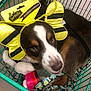 Oakley is registered to the contest to win money with this photo: dog, shopping_cart, headband, toy, leash, pet, brown_fur, white_fur, black_fur, yellow, black_stripes, indoor, retail, animal, closeup, cute, pet_accessory, playful, puppy, curious