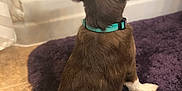 Oakley is registered to the contest to win money with this photo: dog, brown_dog, collar, teal_collar, sitting, back_view, purple_rug, indoor, pet, fur, ears, tail, floor, tile_floor, wall, quiet, calm, house, domestic_animal, companion