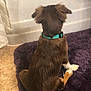 dog, brown_dog, collar, teal_collar, sitting, back_view, purple_rug, indoor, pet, fur, ears, tail, floor, tile_floor, wall, quiet, calm, house, domestic_animal, companion
