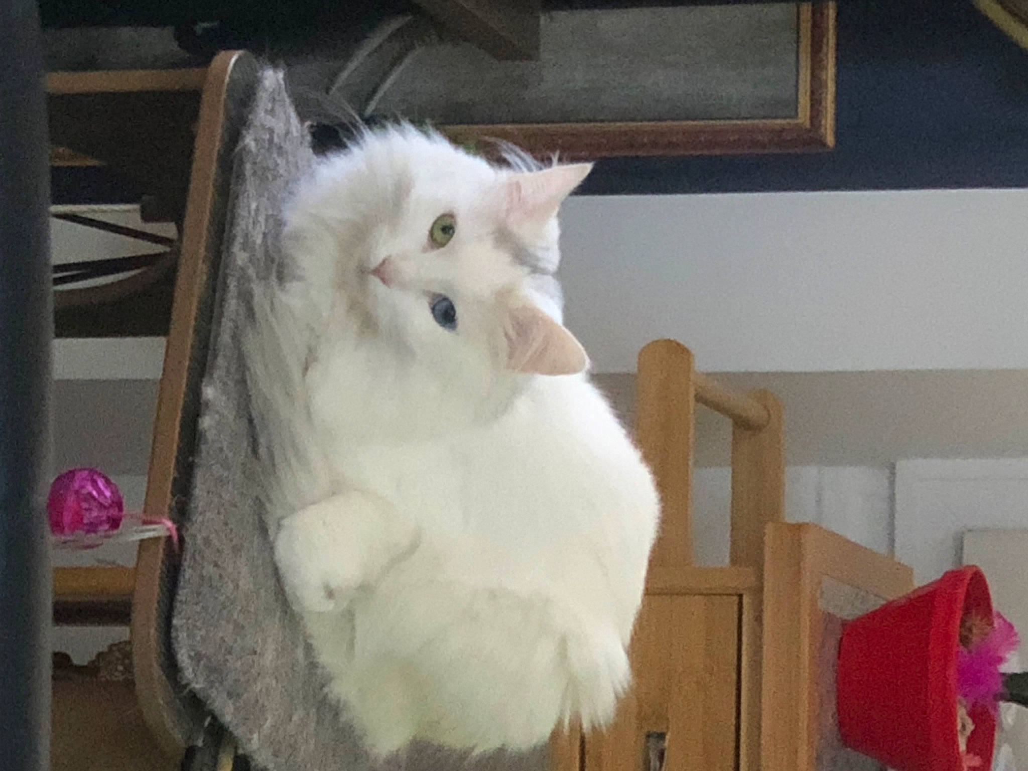 Sapphira participe au concours pour gagner de l'argent avec cette photo : carnivore, cat, chair, comfort, domestic_short_haired_cat, fawn, felidae, fur, hardwood, natural_material, paw, room, small_to_medium_sized_cats, tail, whiskers, wood